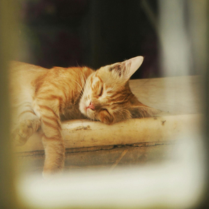 Nap
