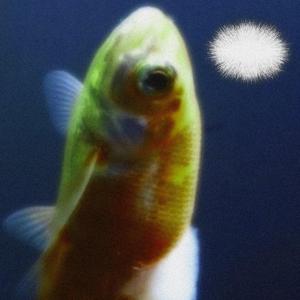 Columnaris In Freshwater Fish.