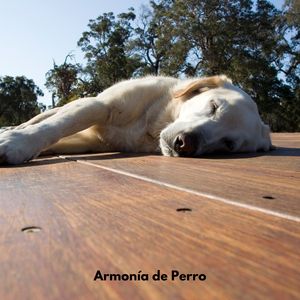 Armonía de Colas Tranquilas