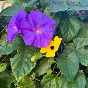 Wings (Demo)