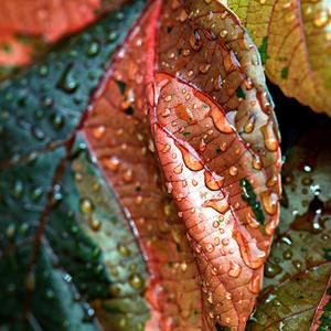 让雨水冲刷疲惫（钢片琴）