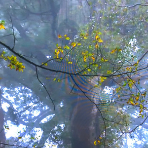 晩秋 (野鳥の囀り Version)