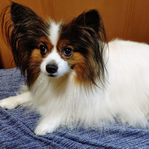 考えた結果 (feat. AKIKO)