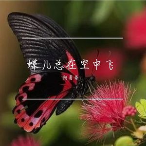 蝶儿总在空中飞