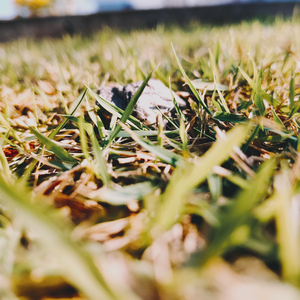 โง่ งม งาย