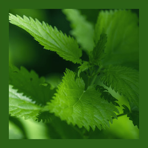 慢享生活：茶香里的宁静 (八音盒)