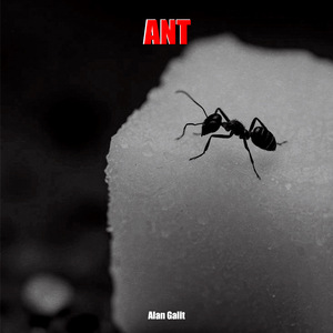 Ant