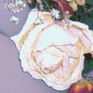 Miss.White Rose(Prod.葵)