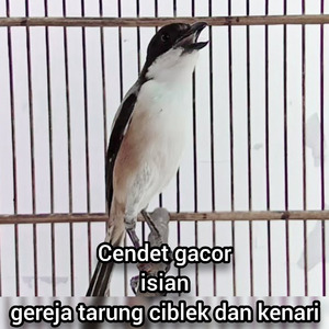 Cendet Gacor Isian Gereja Tarung Ciblek Dan Kenari (Remastered 2023)