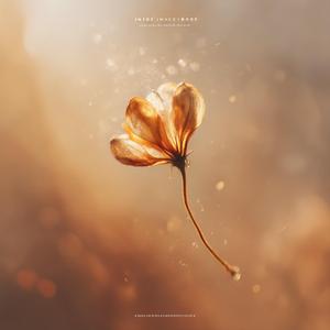 Even dried petals bloom again into anoth