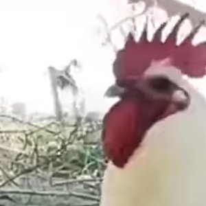鸡打鸣
