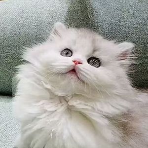 清晨到黄昏的慵懒