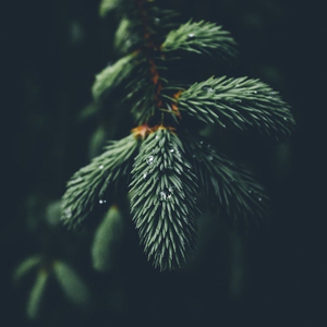 Conifer