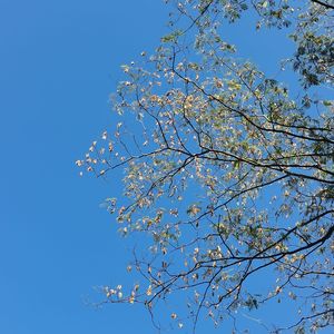 【翻唱】舜华曲（翻自 郁可唯）