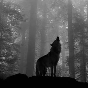 Wolf Totem