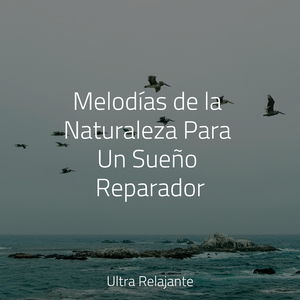 Hamaca En Los Árboles