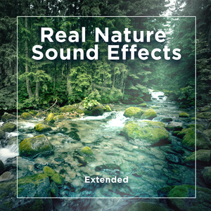Forest Birds (Extended Version)