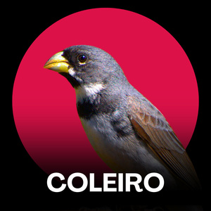 Coleiro Canto Limpo para Torneios