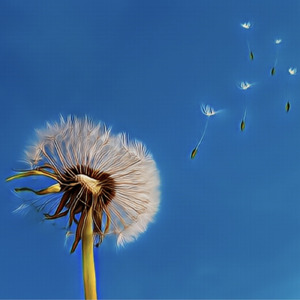 たんぽぽと星なら生まれたかった