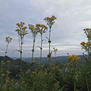 无尽光芒（翻自 仨弗倮尔）