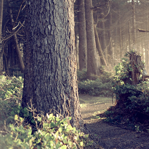 생각의 숲 길에서