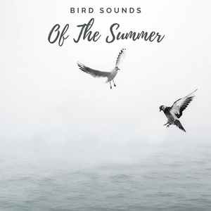 Forest Birds For Sleep