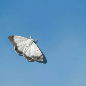 Lời Đôi Chối