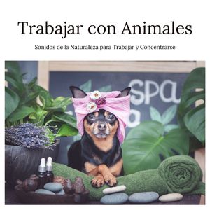 Música Relajante para el Cerebro