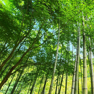こもれびの竹林