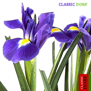 Albeniz: Suite Espanola, Aragon