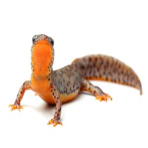 newts