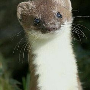 All to well (sped up)