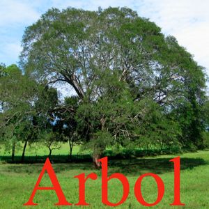 Arbol
