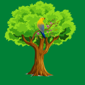 Burung Kutilang Emas