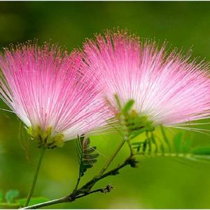 甘き風のプリムラ