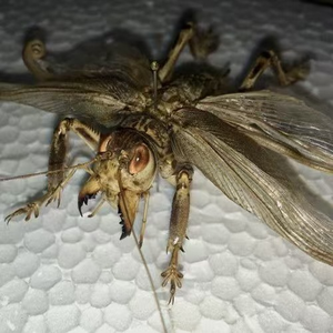 {{AMAVROZ MIXX}} 72 servandum est +yharnaam [KRAXX] 𓁏𓁏𓁏