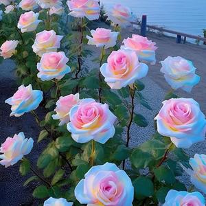 大江大海江大海（1.2倍速）