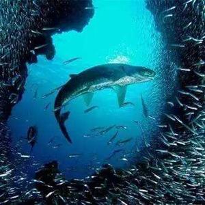 信乐团 - 离歌（菜老板 remix）