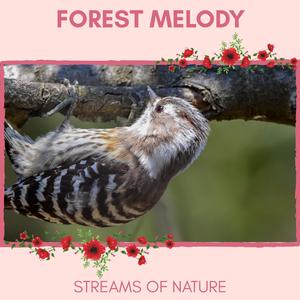 Solitary Northern Flicker