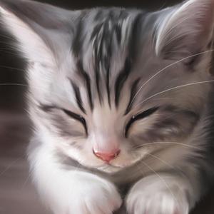 灰灰滴小猫 (1)
