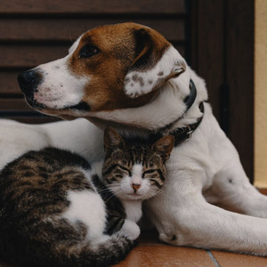 Soothing Music for Anxious Pets