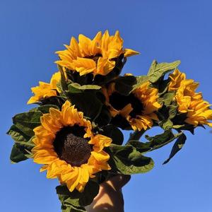 Leave Prod By Jeston (320CBR)