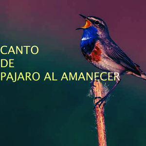 Sonidos Que Adormecen El Alma