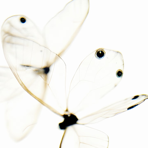 Yingliu prod.isojade