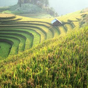 茶业梯田 (4)