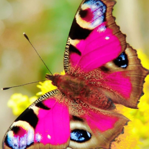 Never Let Her Go (feat. Alan Jacob) (remix) (remix)