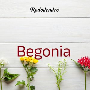 Begonia