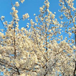 내 영혼에 봄이 오네 (Musical Version)