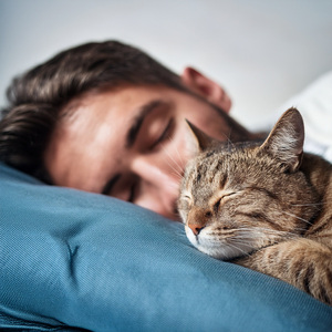 Orquesta Tranquila Para Gatos