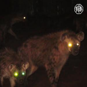 Shadowban (feat. Sbember)